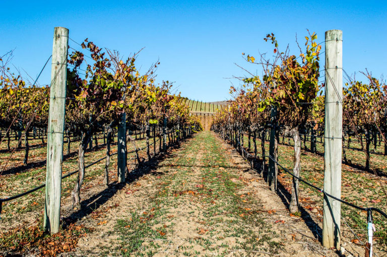 30 Wineries in Napa Valley